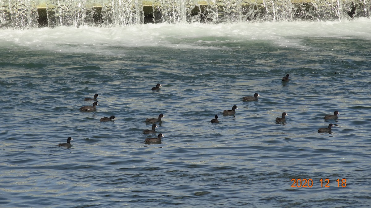 Eurasian Coot - ML288899871