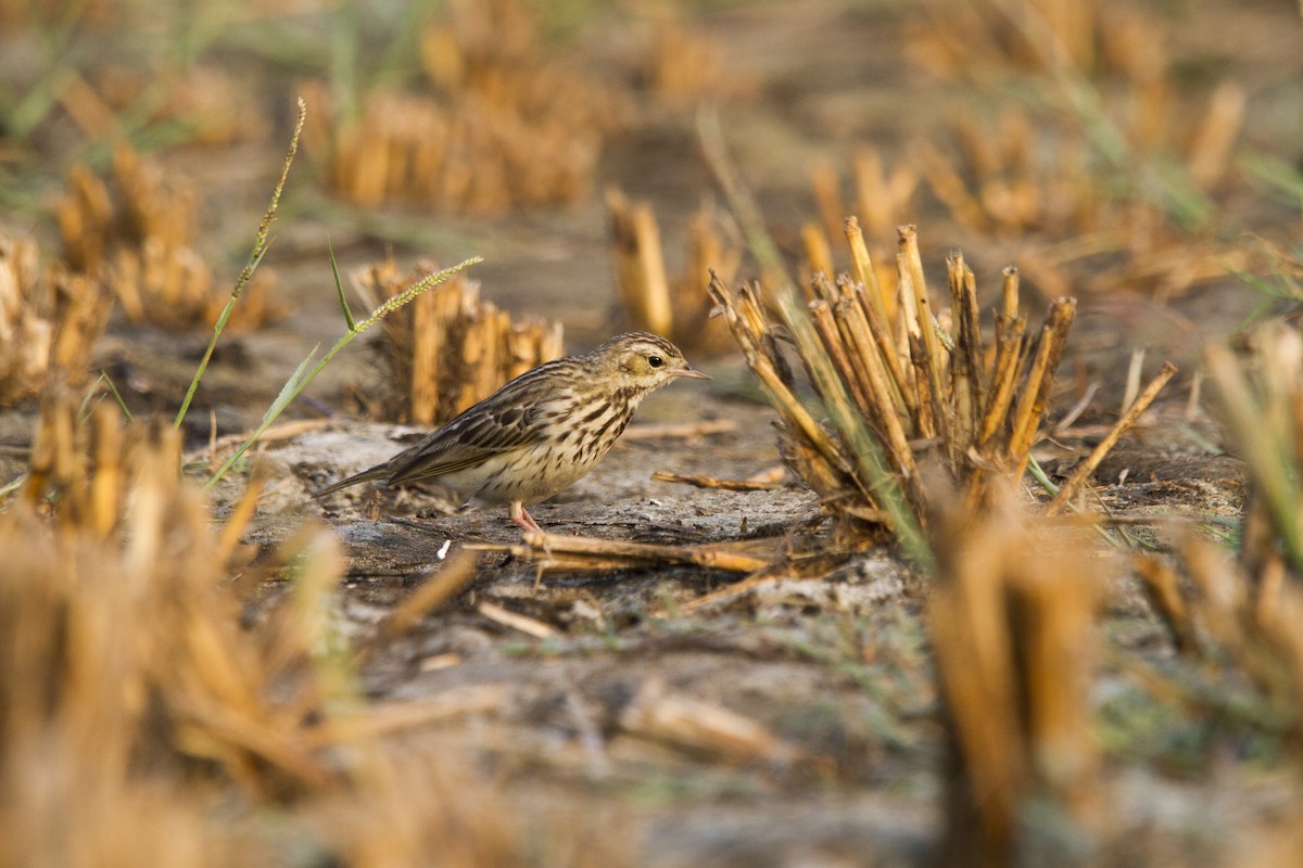 ML288900081 - Tree Pipit - Macaulay Library