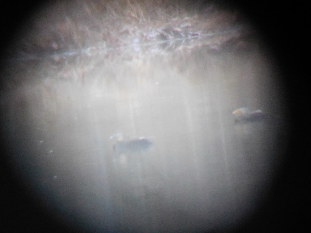 American Black Duck - ML288900421