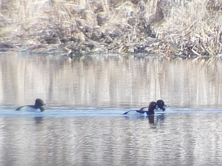 Ring-necked Duck - ML288900441