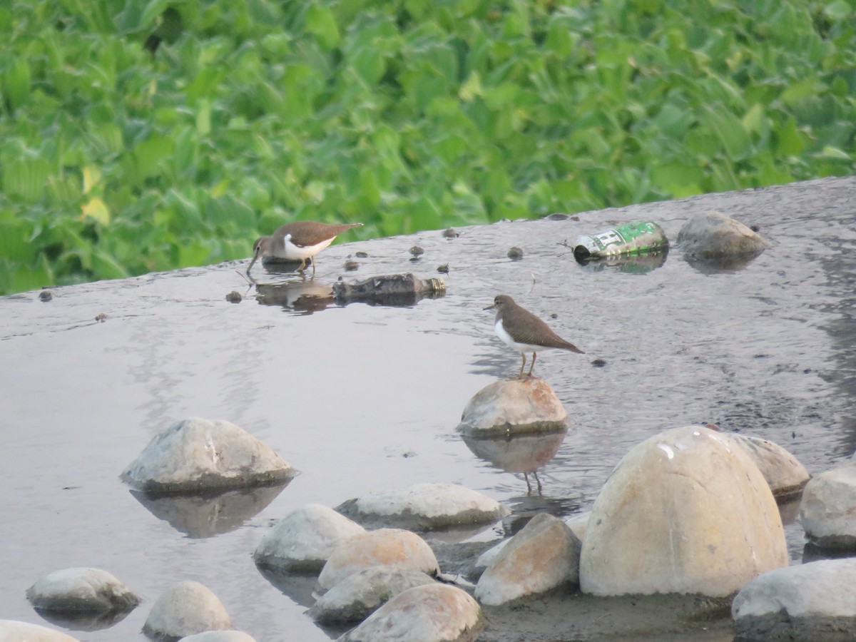 Common Sandpiper - ML288901931