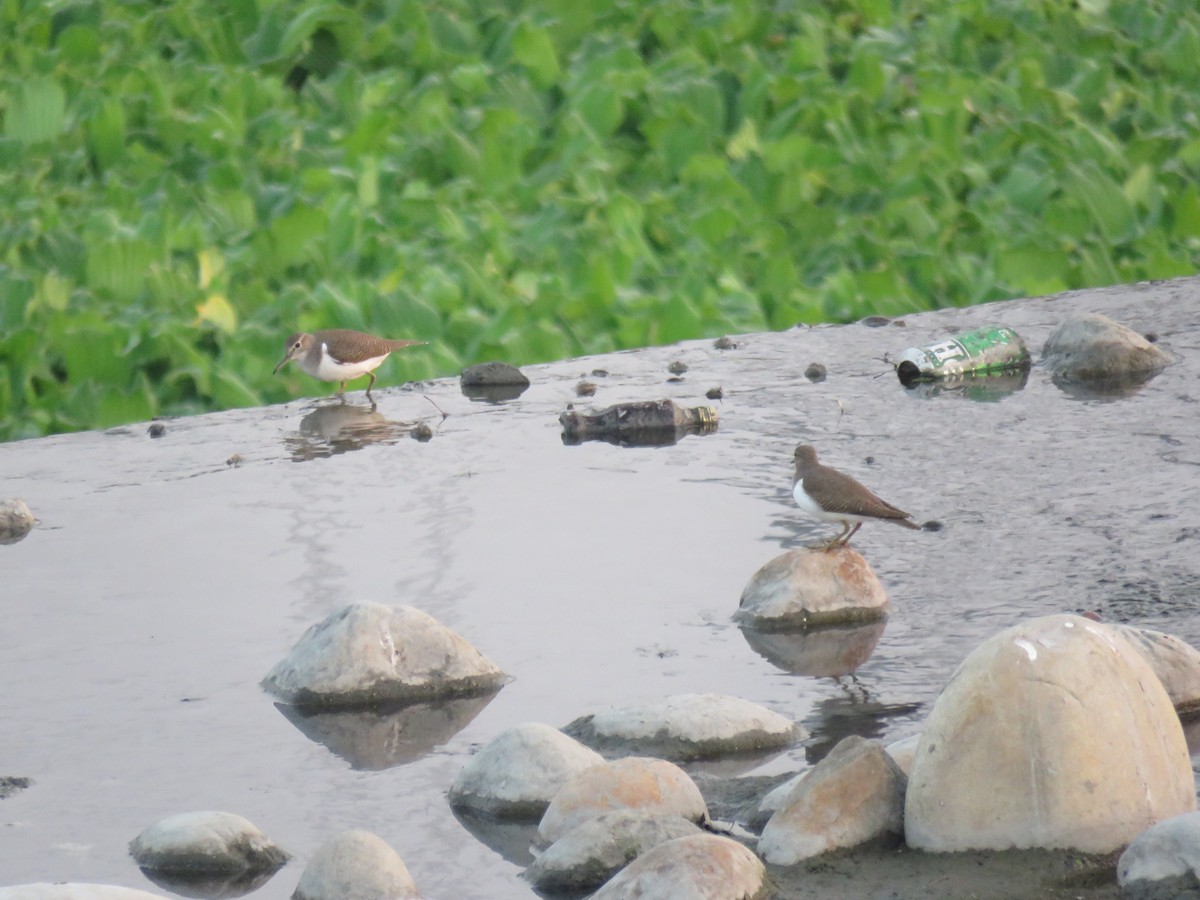 Common Sandpiper - ML288902031