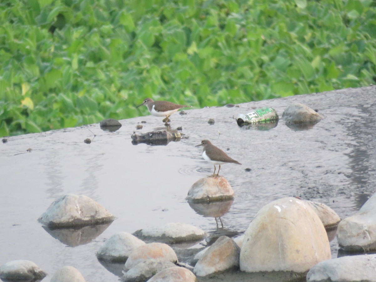 Common Sandpiper - ML288902041