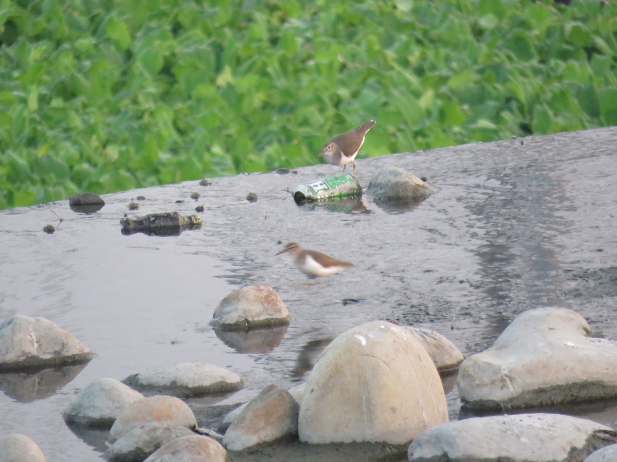 Common Sandpiper - ML288902071