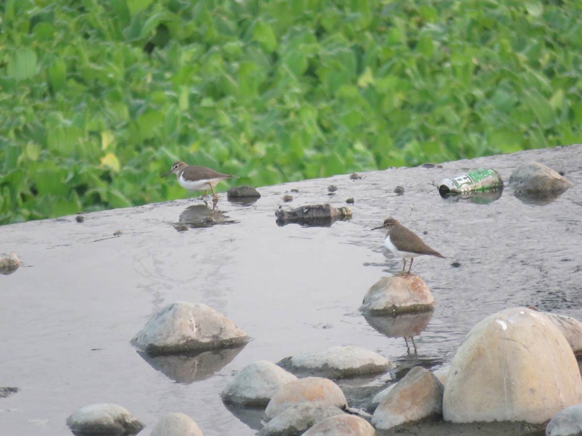 Common Sandpiper - ML288902091