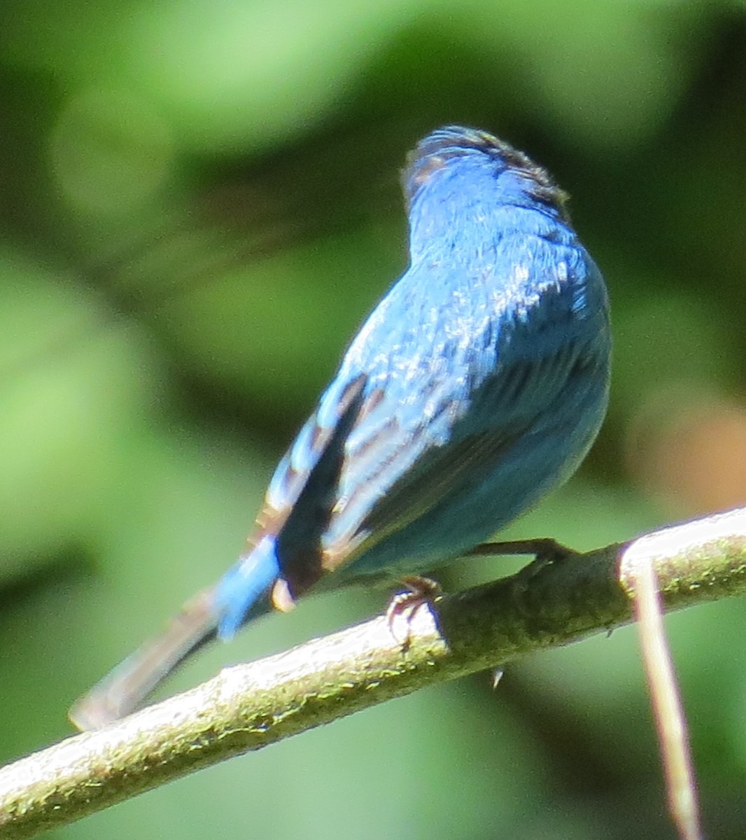 Indigo Bunting - Michael L Crouse