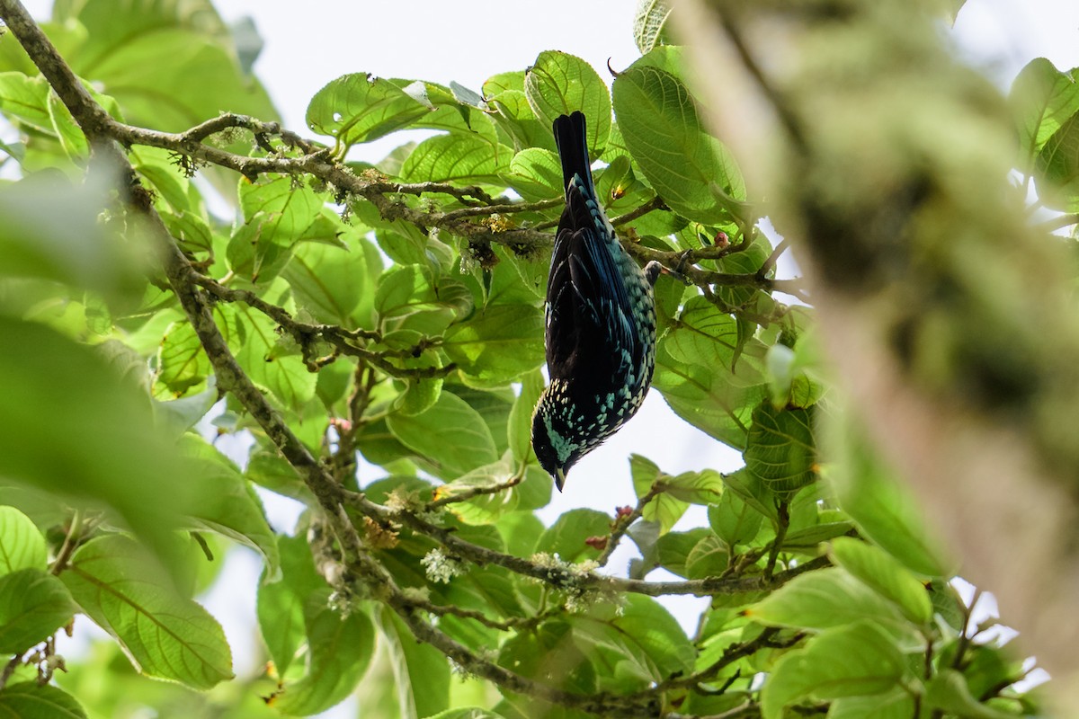 Beryl-spangled Tanager - ML28890411
