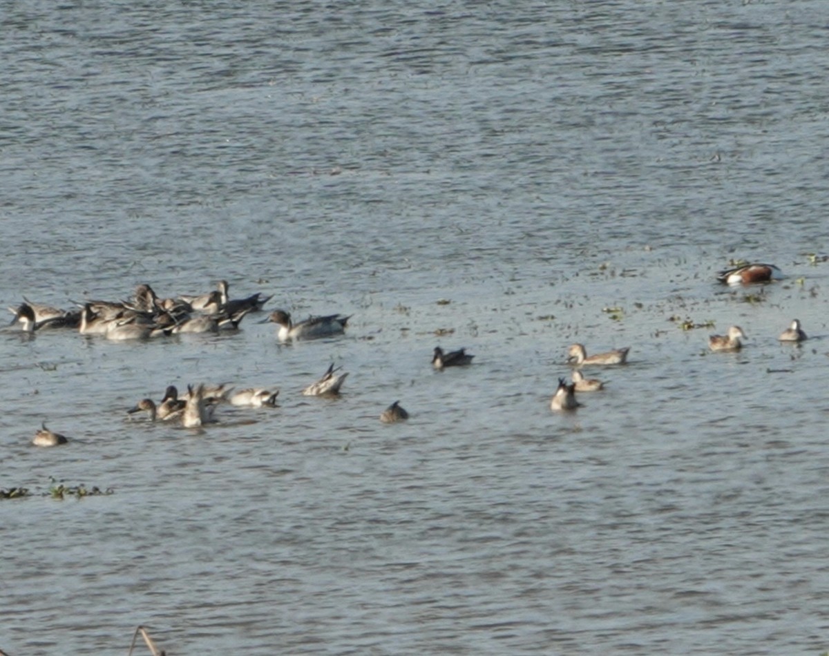 Northern Shoveler - ML288904161