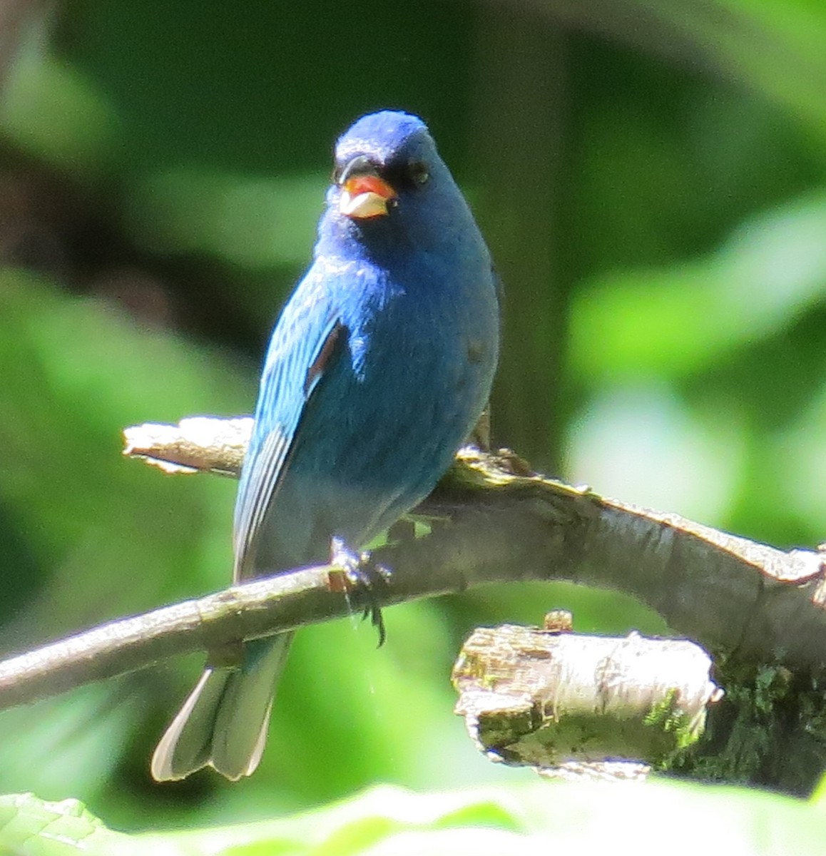 Indigo Bunting - Michael L Crouse