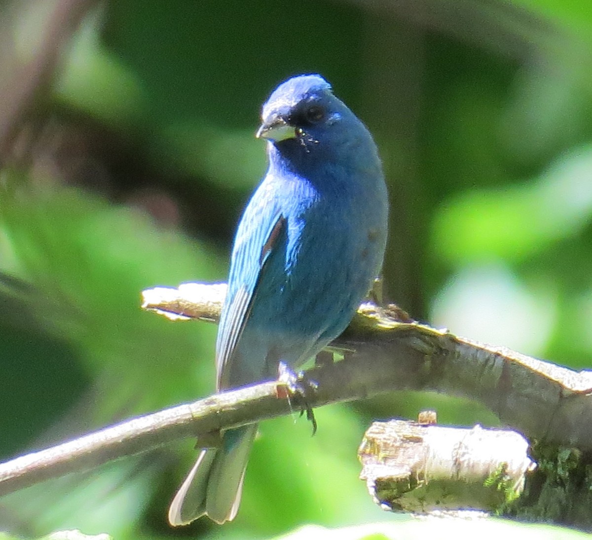 Indigo Bunting - Michael L Crouse