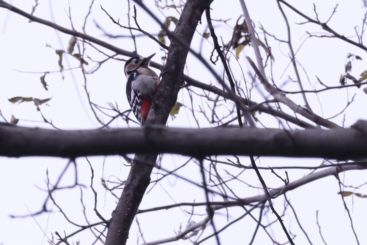 Great Spotted Woodpecker - ML288905681