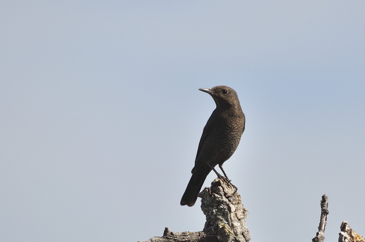 Passero solitario - ML288906311