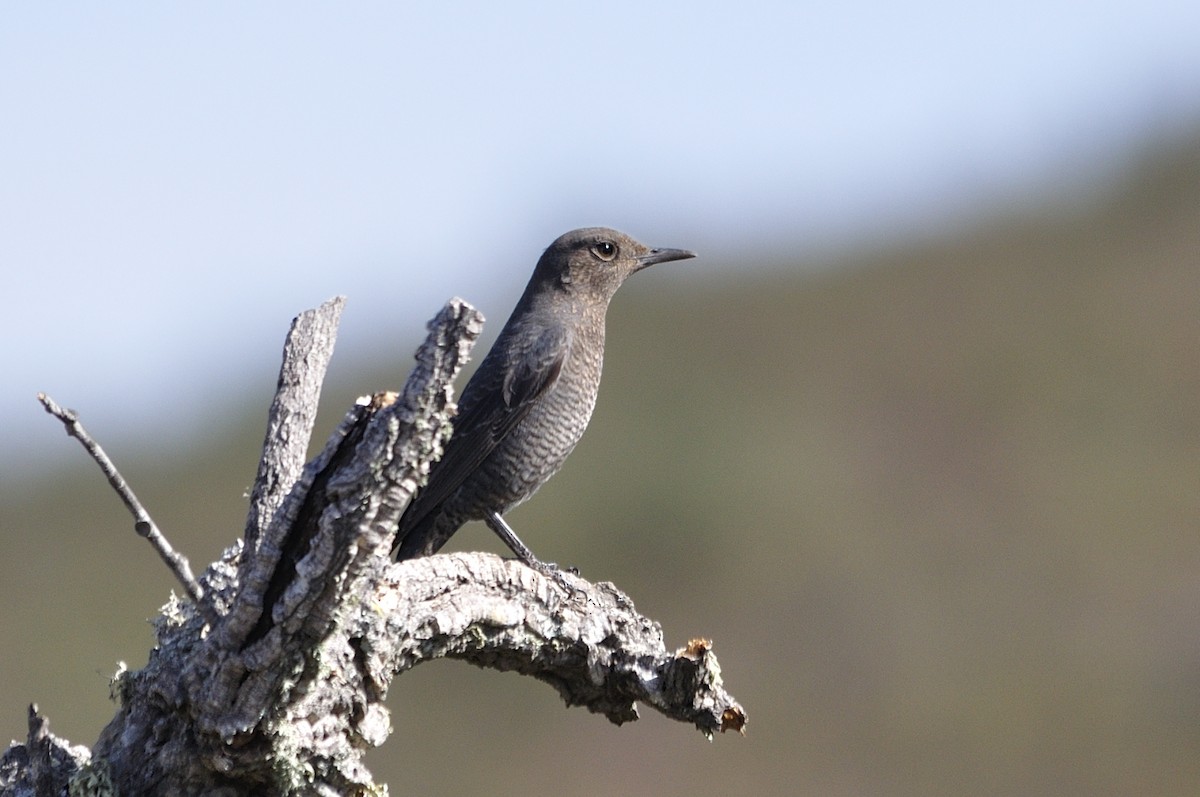 Passero solitario - ML288906321
