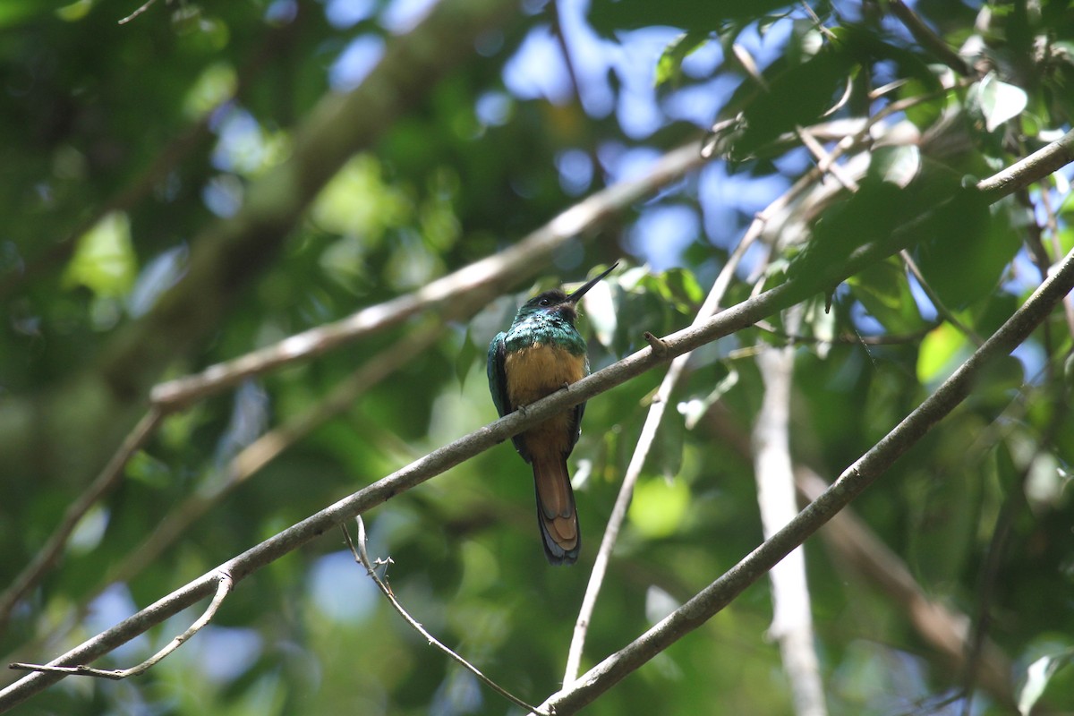 White-chinned Jacamar - ML288906521