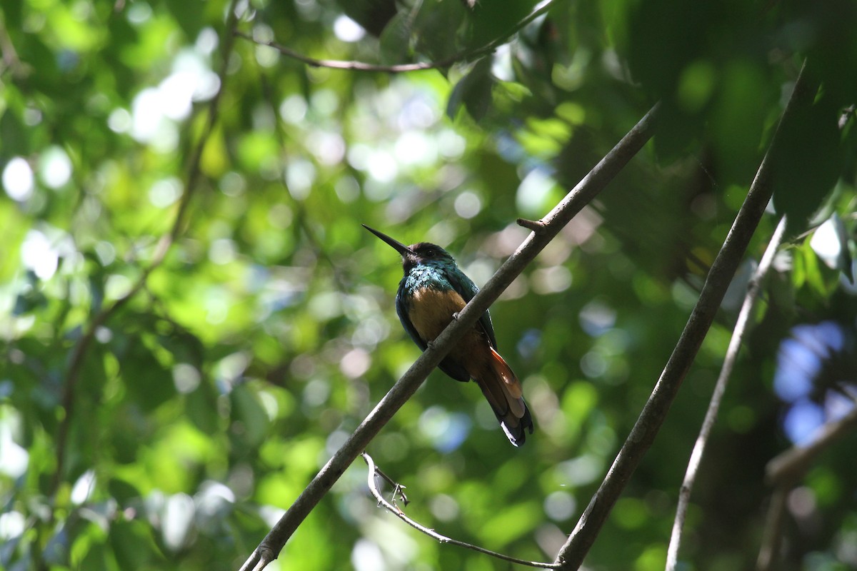 White-chinned Jacamar - ML288906531