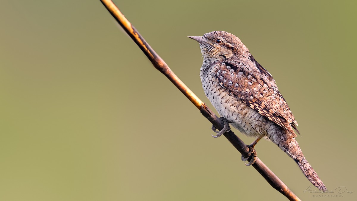 Eurasian Wryneck - ML288909411