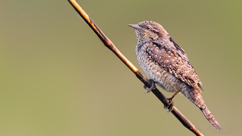 Photos - Eurasian Wryneck - Jynx torquilla - Birds of the World
