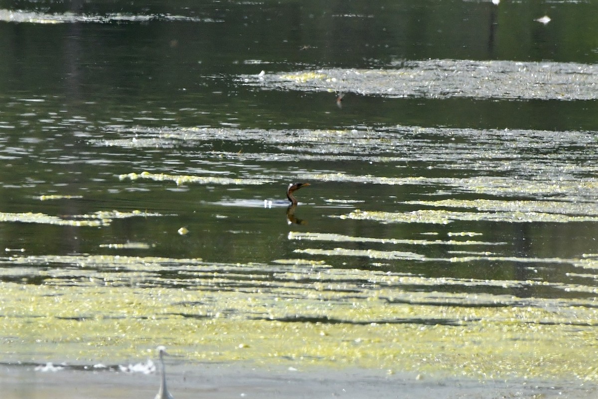 Little Pied Cormorant - Sam Adams