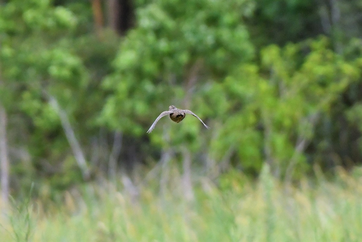 Brown Quail - Sam Adams