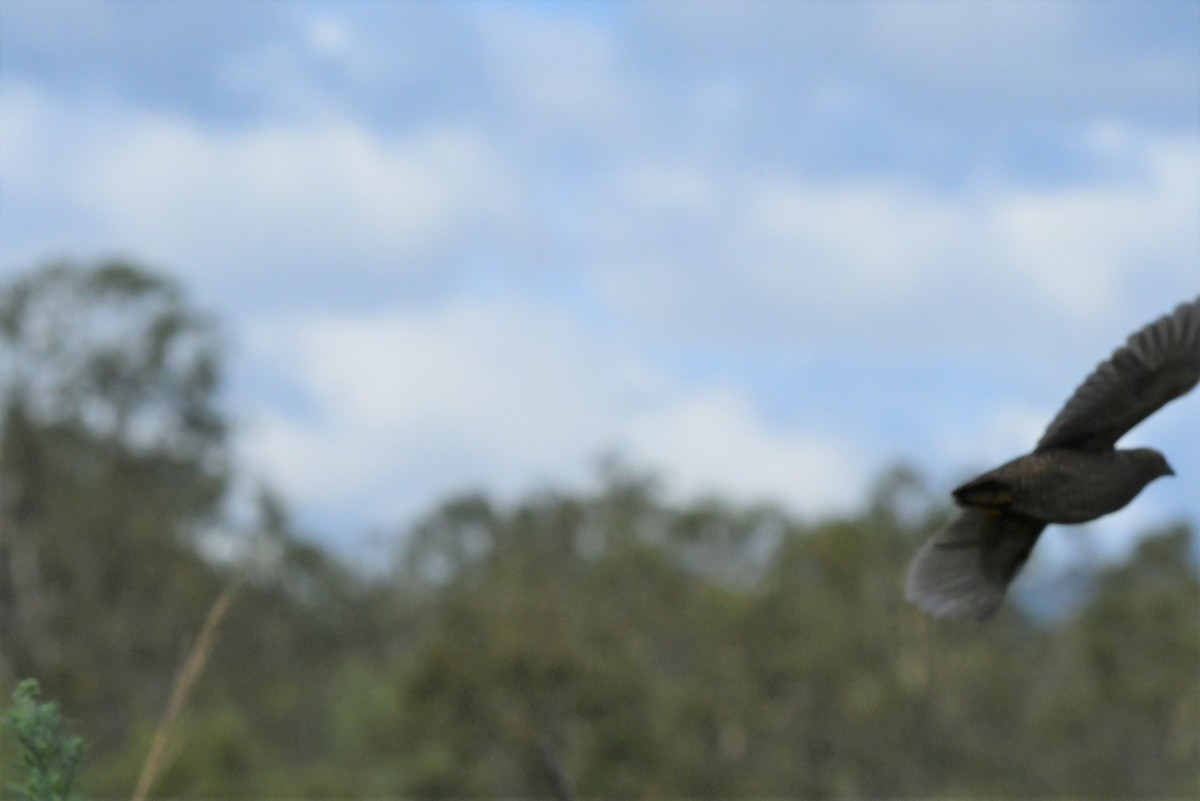 Brown Quail - Sam Adams