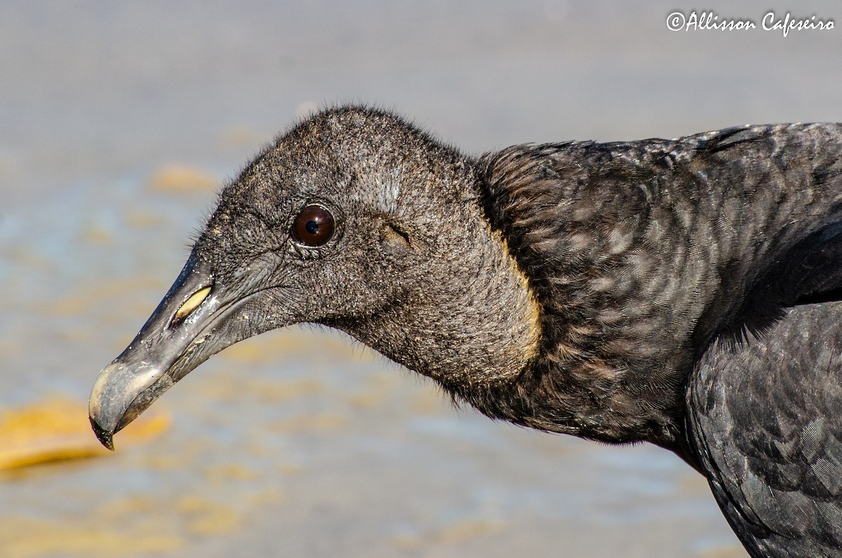 Black Vulture - ML288911651