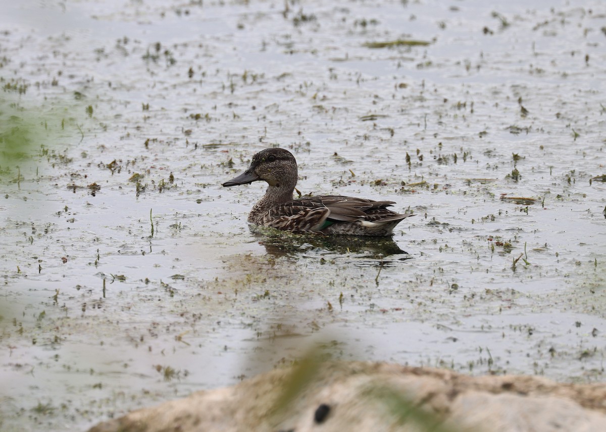 Green-winged Teal - Jim Miles