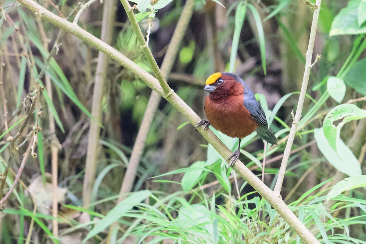 Plushcap - ML28891321