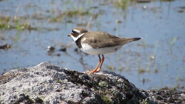 Common Ringed Plover - ML288913691