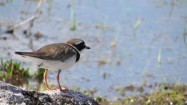 Common Ringed Plover - ML288913781