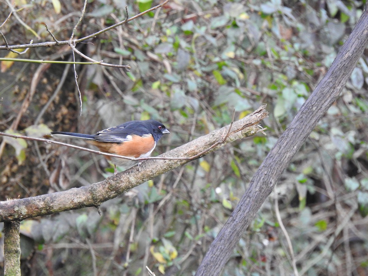 Eastern Towhee - ML288914861