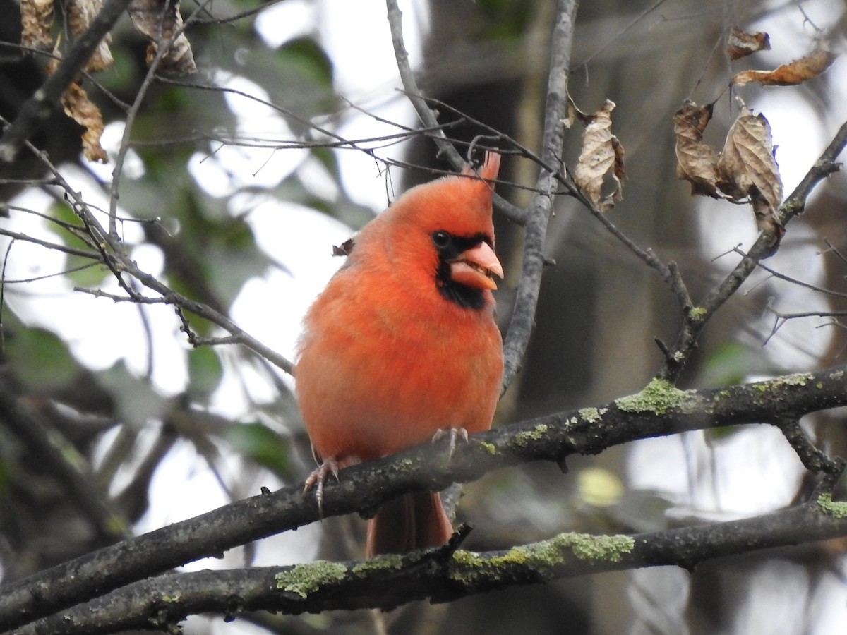 Northern Cardinal - ML288914911
