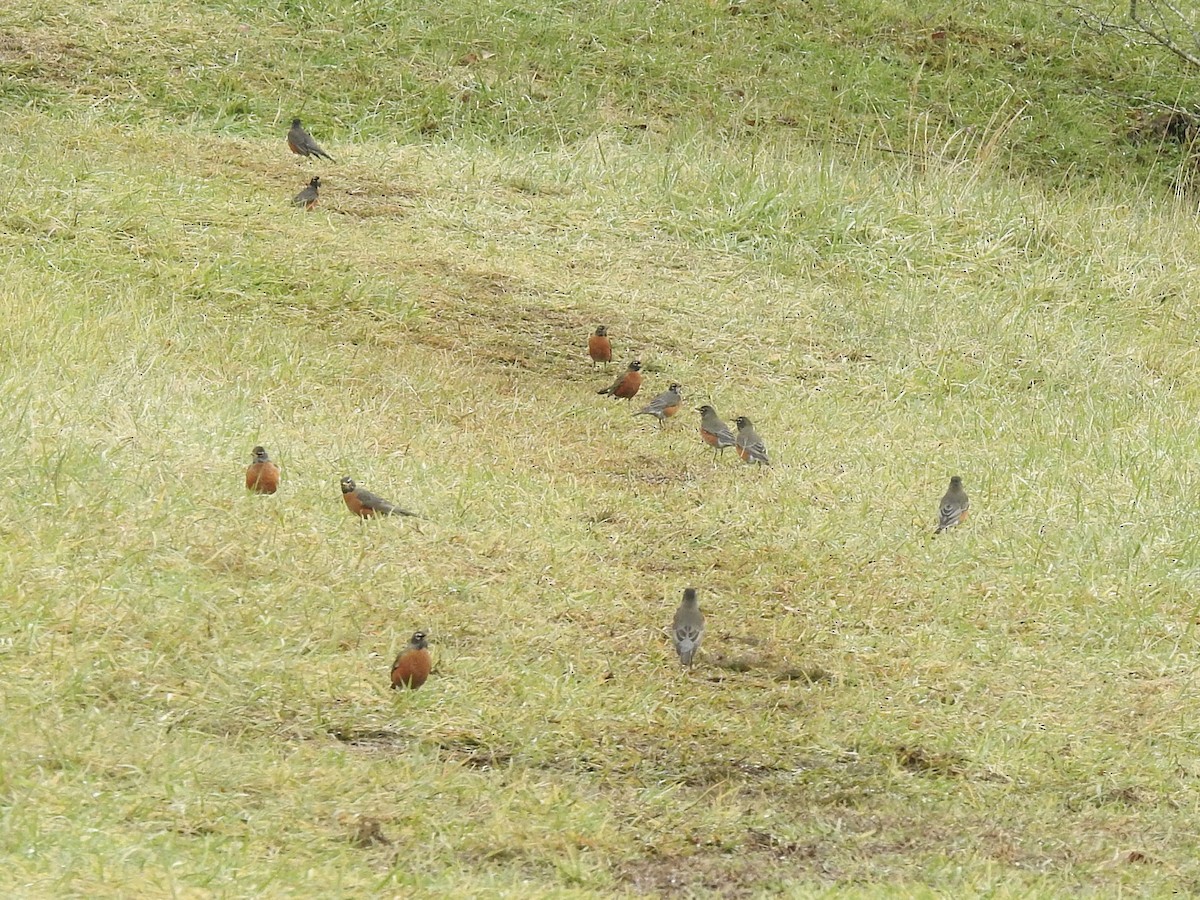 American Robin - ML288914971