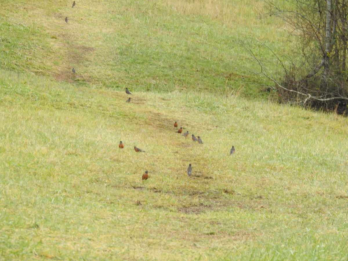 American Robin - ML288914981