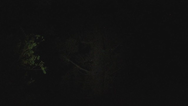 Stygian Owl - ML288915171