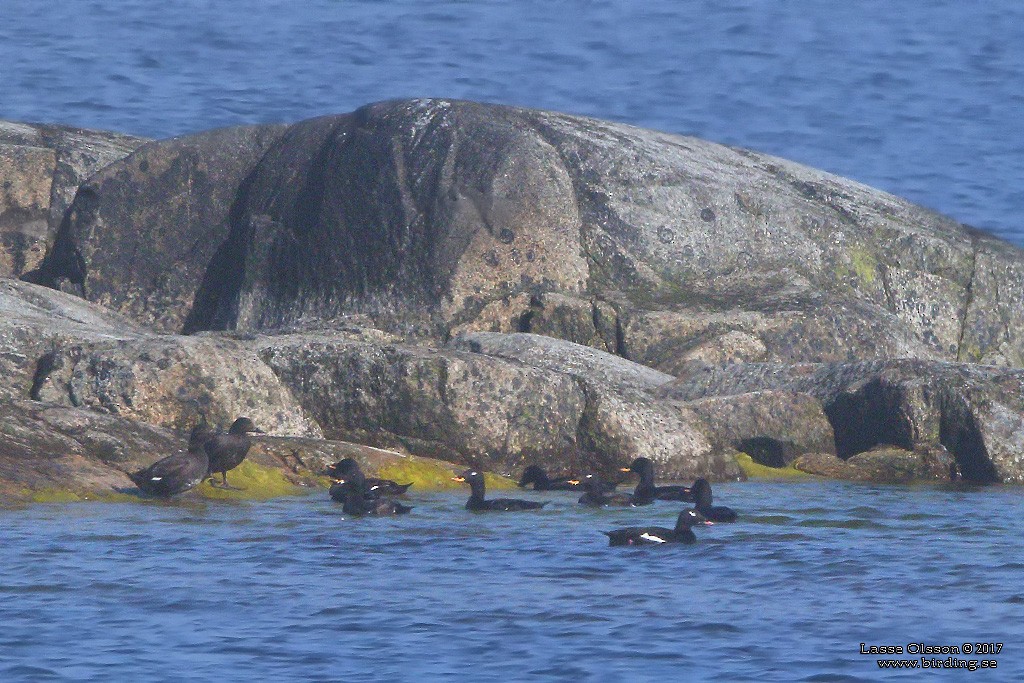 White-winged Scoter - ML288916851