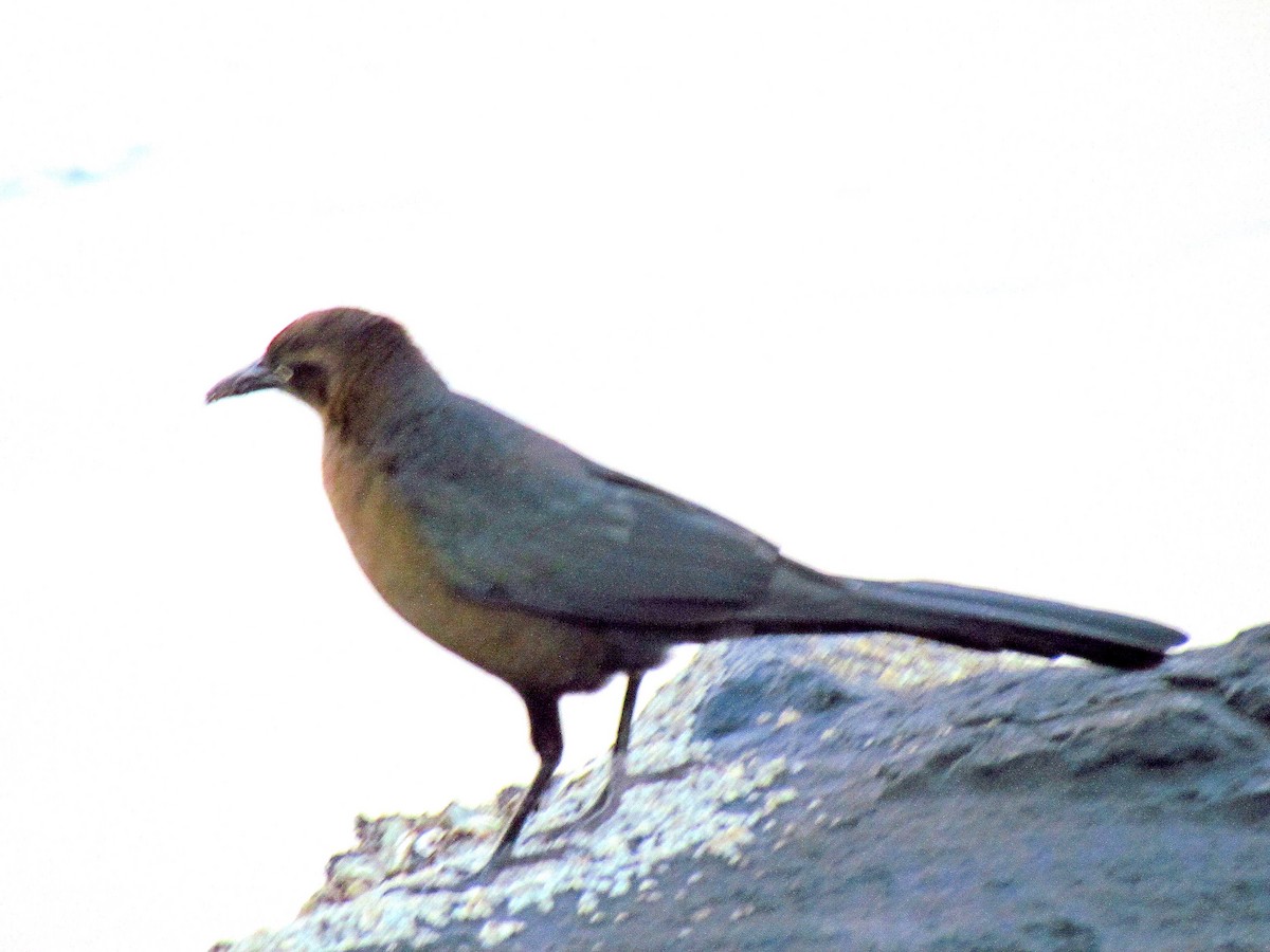 Great-tailed Grackle - ML28891761
