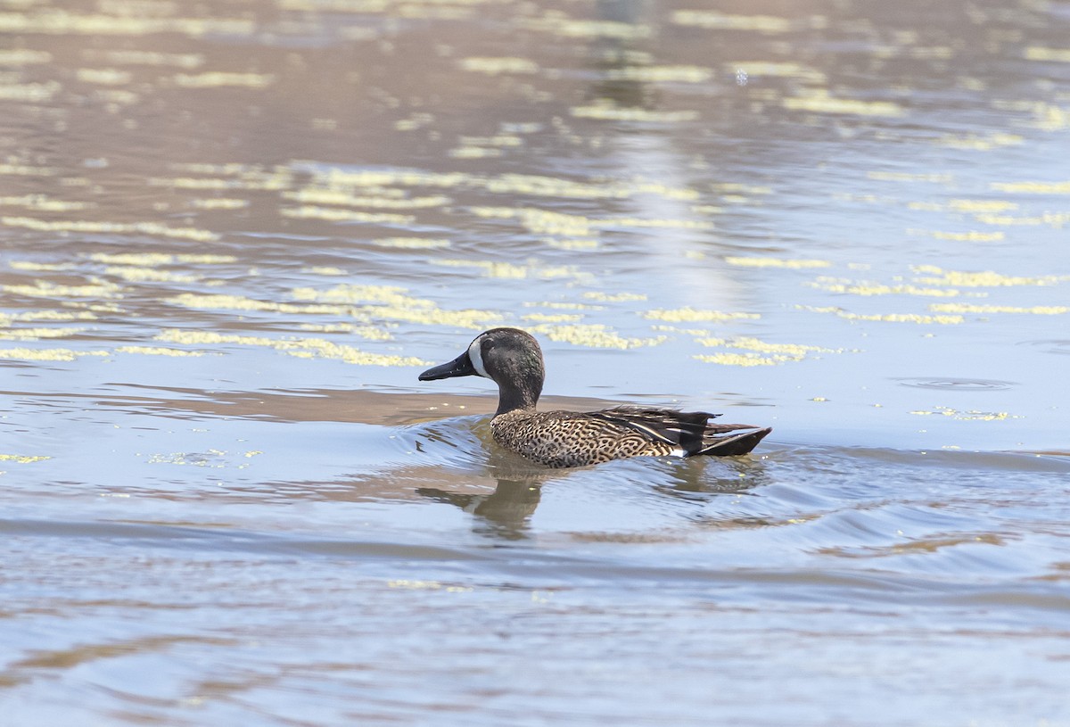 Blue-winged Teal - ML288917741