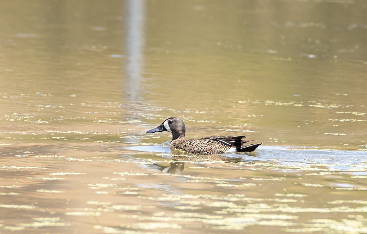 Blue-winged Teal - ML288918061