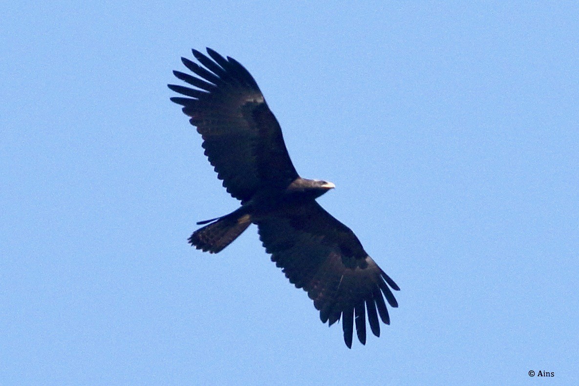 Black Eagle - ML288918761