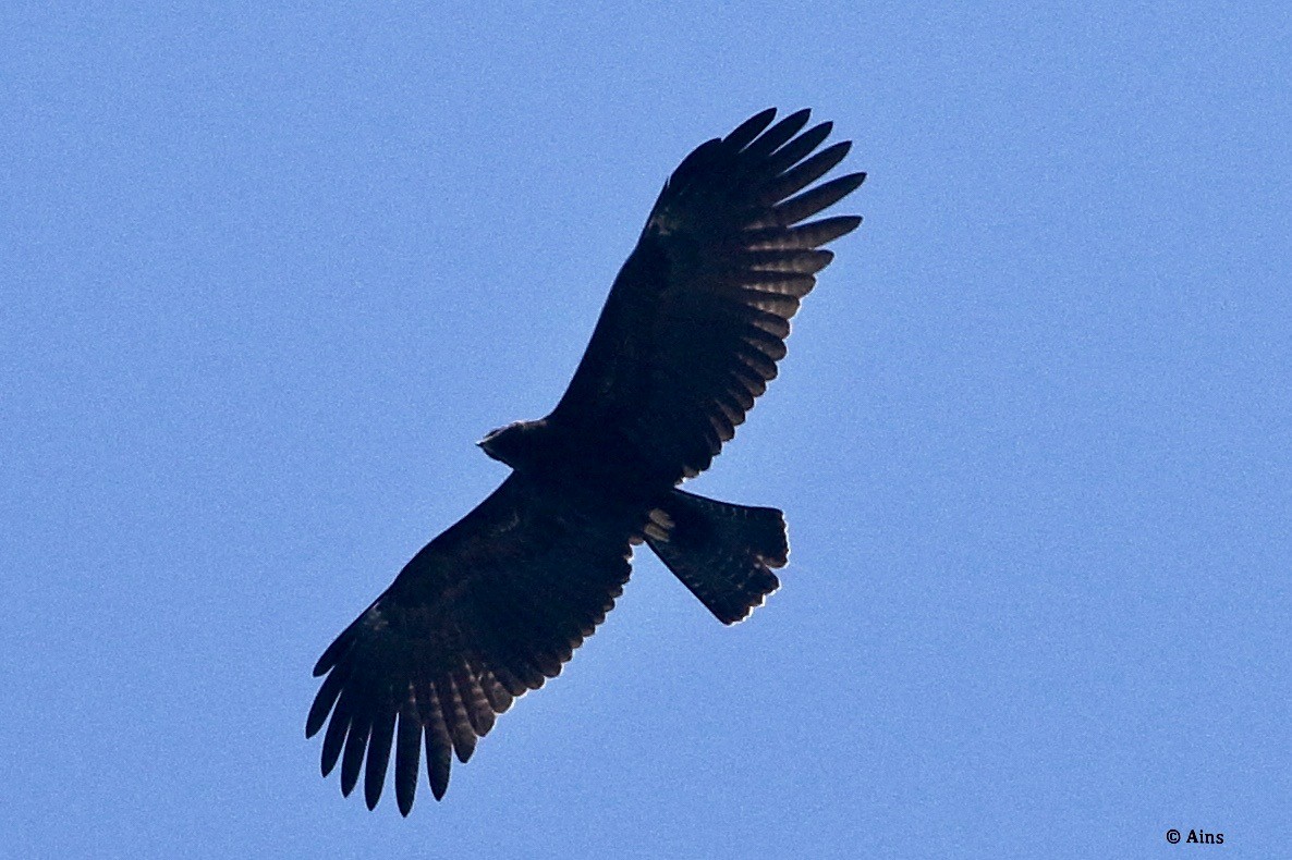 Black Eagle - ML288918811