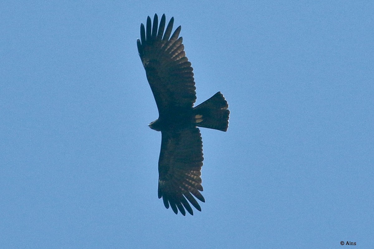 Águila Milana - ML288918861