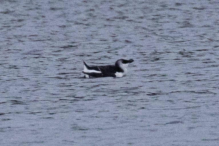 Razorbill - ML288919301