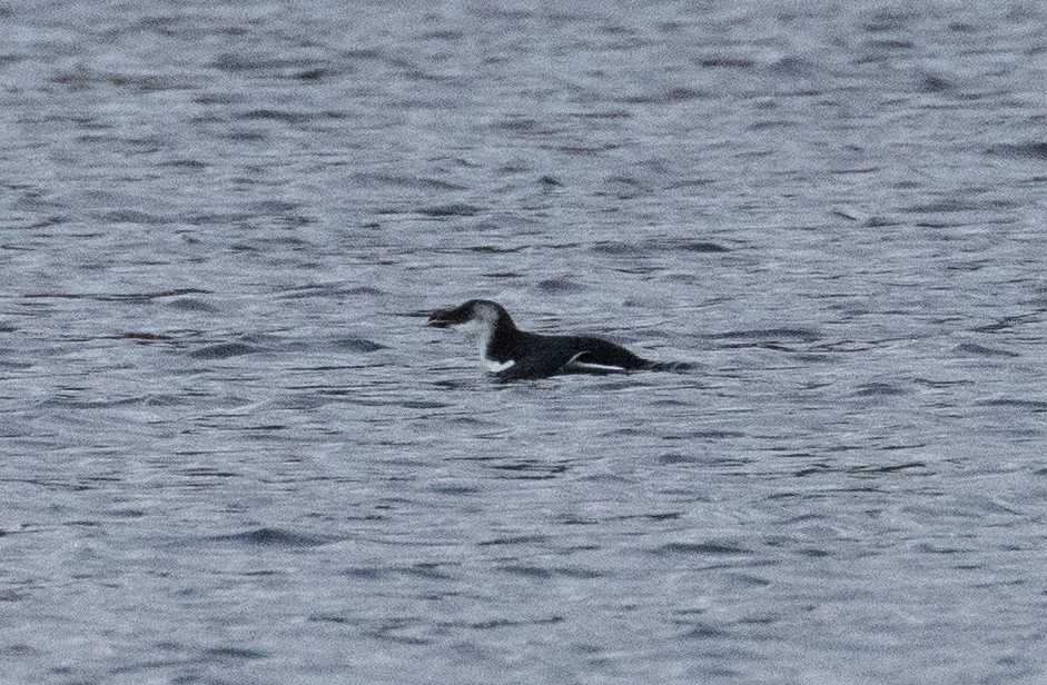 Razorbill - ML288919311