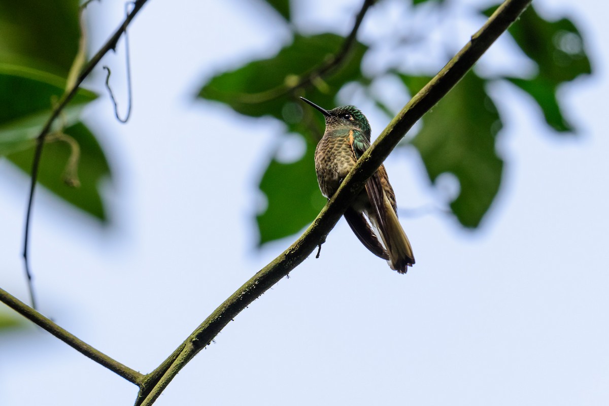 Buff-tailed Coronet - Fredy Gómez