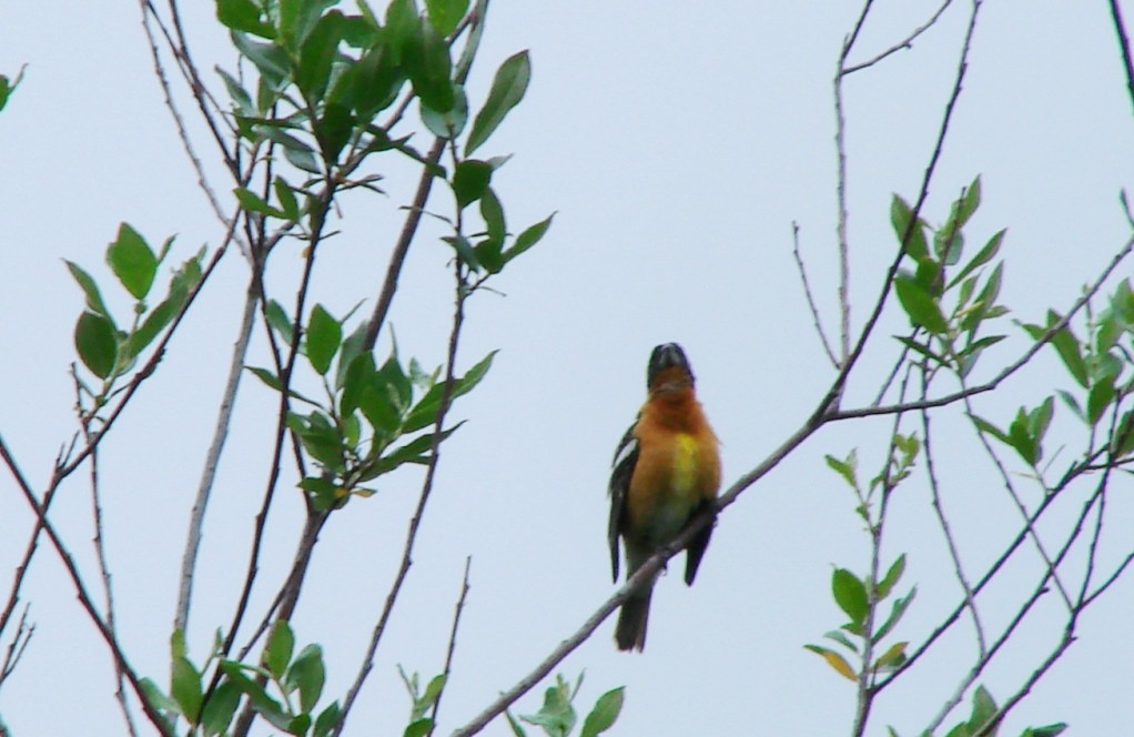 Black-headed Grosbeak - ML28892081