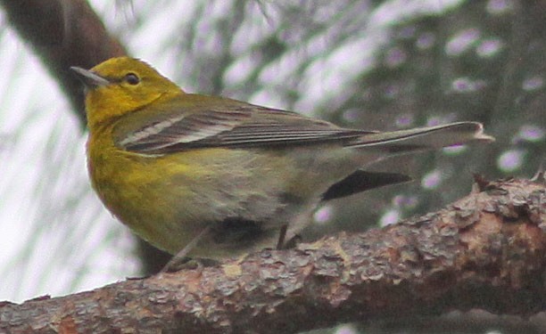 Pine Warbler - ML288921461