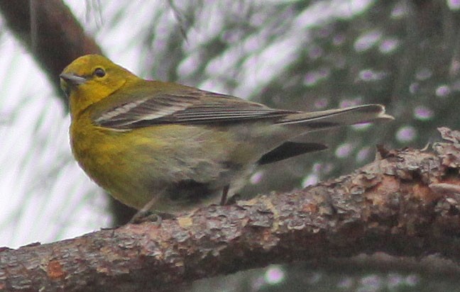 Pine Warbler - ML288921471