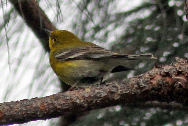 Pine Warbler - ML288921481