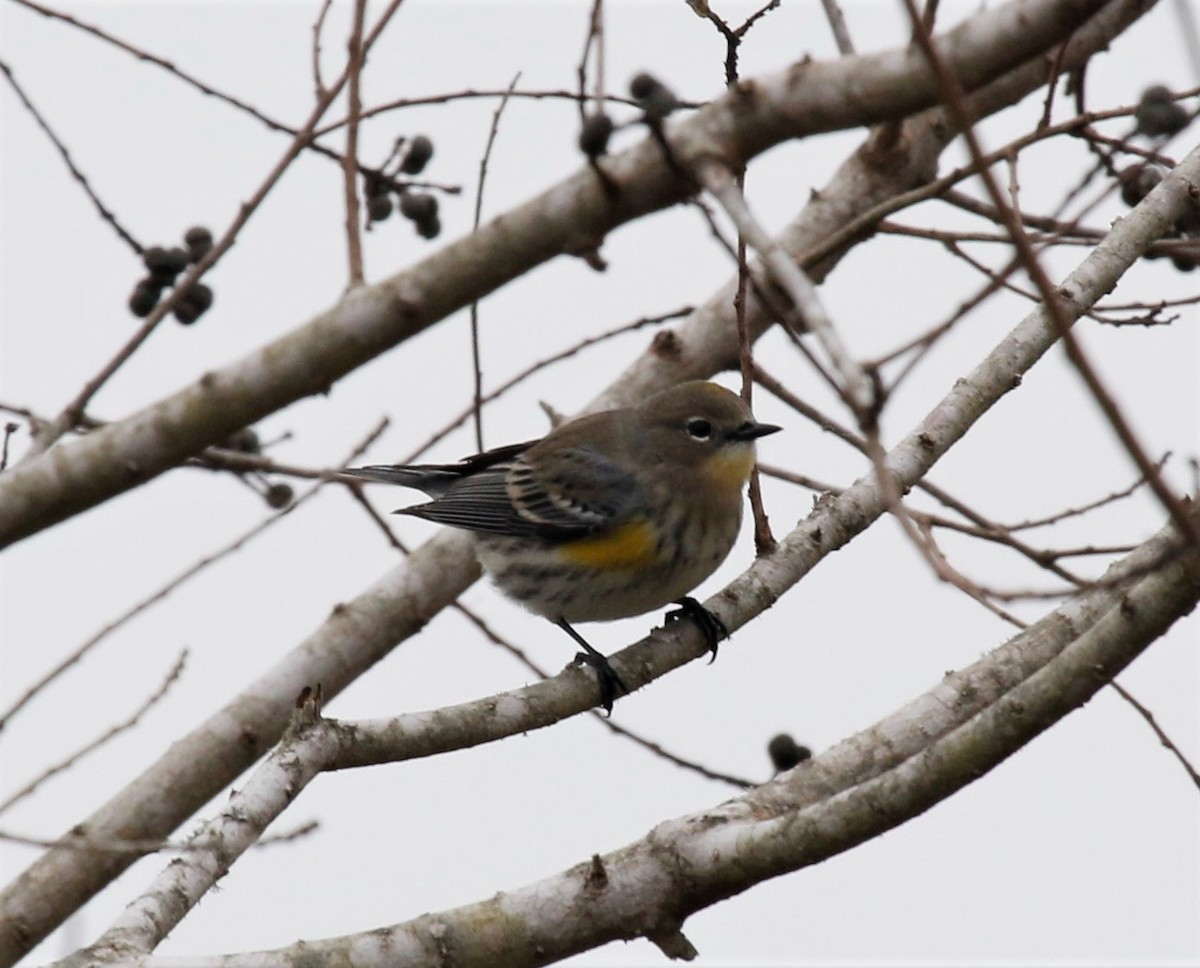 Yellow-rumped Warbler (Audubon's) - ML288922441