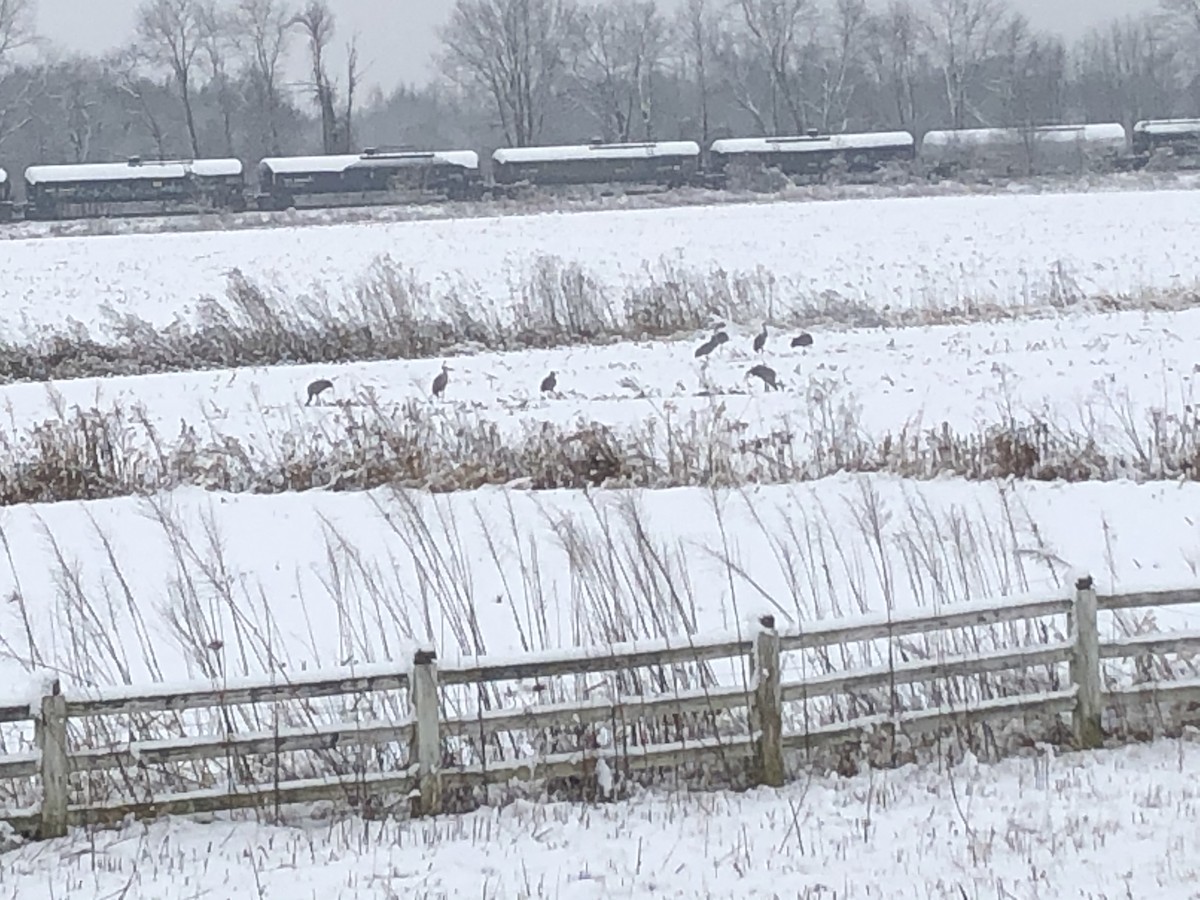 Sandhill Crane - ML288923791